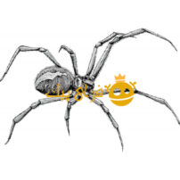 نقاشی دست عنکبوت بیوه سیاه