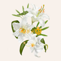 طراحی تصویری از گل های زنبق