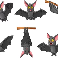 ست خفاش کارتونی با حالت های مختلف