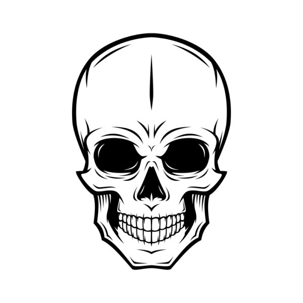 تصویر جمجمه انسان(human skull illustration)