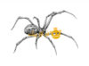 نقاشی دست عنکبوت بیوه سیاه