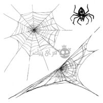 مجموعه ای از تار عنکبوت و عنکبوت جدا شده روی پس زمینه سفید
