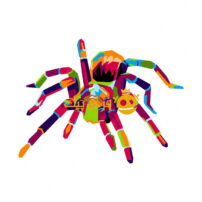 تصویر عنکبوت رنگارنگ در پس زمینه سفید