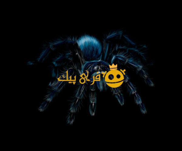 پرتره عنکبوت رتیل گراموستولا در زمینه سیاه