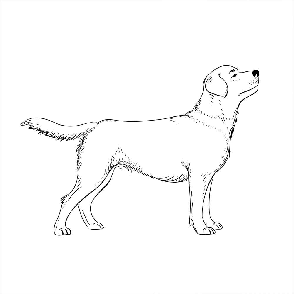 نقاشی طرح سگ