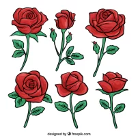 مجموعه ای از گل رز قرمز کشیده شده با دست